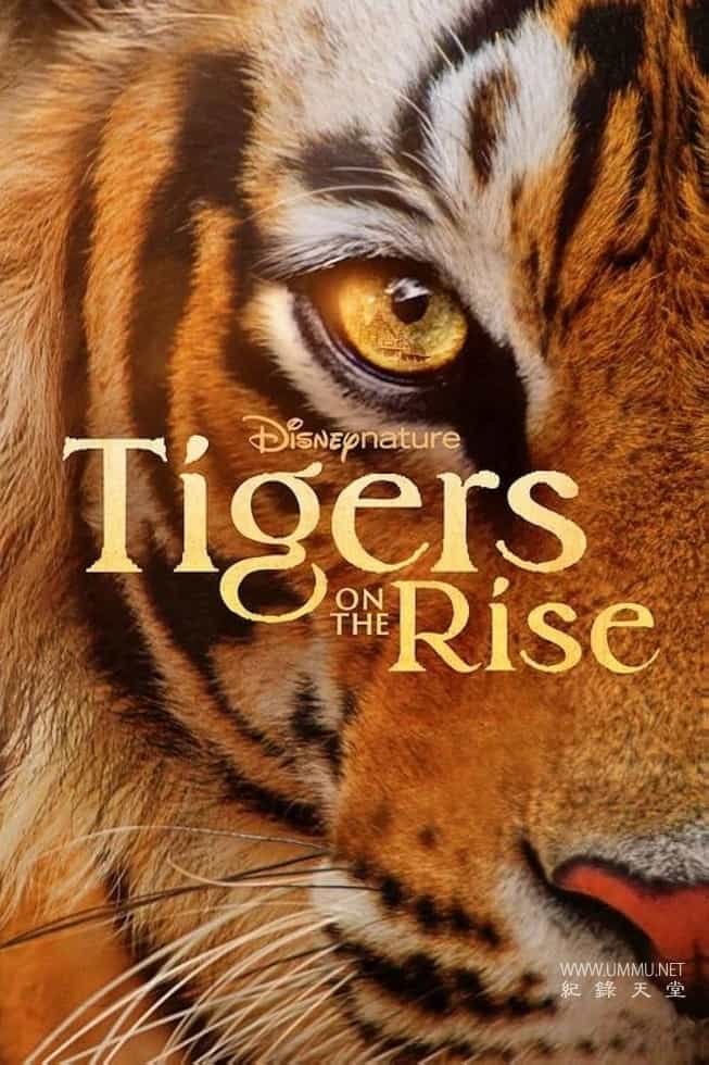 迪士尼纪录片《老虎崛起 Tigers on the Rise 2024》英语多国中字 无水印纯净版 4K超清/2160P/MKV/7.65G 人虎共存生态-儿童动画网